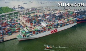 Kết quả hoạt động của OOCL trong quý 1 và xu hướng thị trường sắp tới