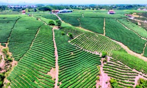 Gửi nông sản đi Pakistan – Cơ hội cho nông sản Việt vươn xa