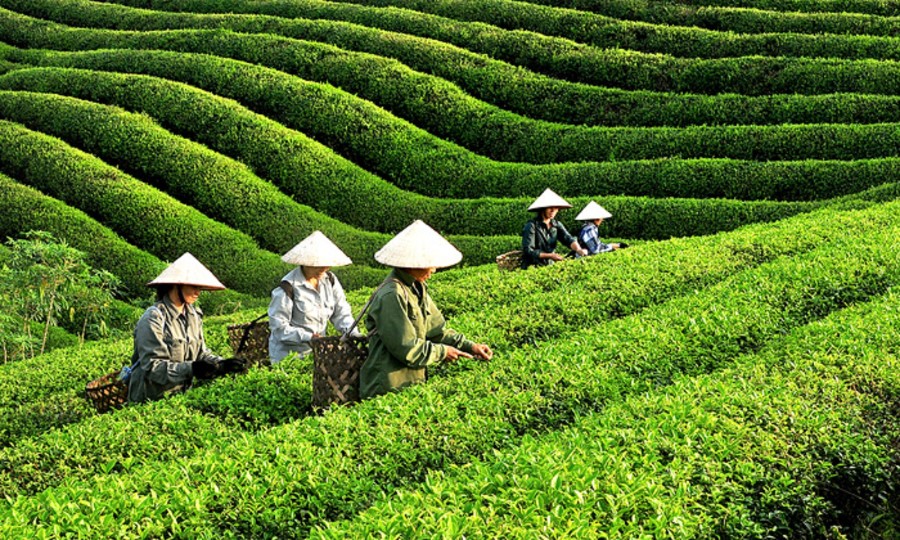 Gửi chè xanh đi Pakistan” – Xuất khẩu tinh túy Việt đến vùng đất Hồi giáo