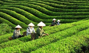Gửi chè xanh đi Pakistan” – Xuất khẩu tinh túy Việt đến vùng đất Hồi giáo