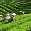 Gửi chè xanh đi Pakistan” – Xuất khẩu tinh túy Việt đến vùng đất Hồi giáo