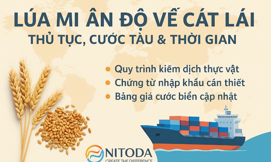 Lúa Mì Ấn Độ Về Cát Lái – Thủ Tục, Cước Tàu & Thời Gian